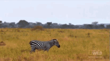 Owned GIF - Nat Geo Zebra Lion GIFs