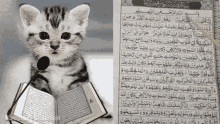 Quran Cat Quran GIF - Quran Cat Quran Cat Reading Quran GIFs