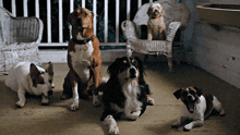 a group of dogs are sitting and laying on a porch with a wicker chair in the background