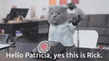 Patricia Cat GIF - Patricia Cat Phone GIFs