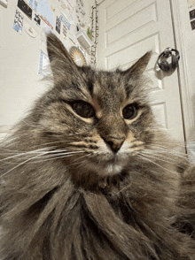 a close up of a cat 's face in front of a door with headphones on it