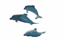 blue dolphins