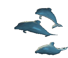 Dolphins Blue Sticker - Dolphins Blue Stickers