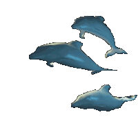 Dolphins Blue Sticker - Dolphins Blue Stickers