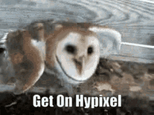 hypixel get online yes pvp minecraft