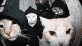 a group of cats wearing black hoodies are looking at the camera with one wearing a hoodie that says go