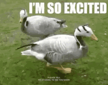 Excited Dancing GIF - Excited Dancing Ducks GIFs