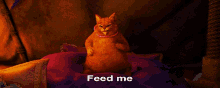 Feed Me GIF - Puss Cat Shrek GIFs