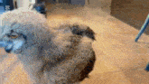 a small dog is standing on a wooden floor in a room .