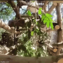 a monkey is hanging from a tree branch in a zoo cage .