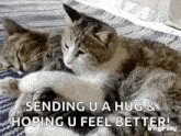 Funnyanimals Cats GIF - Funnyanimals Cats Cuddle GIFs