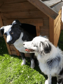 Dog Doggo GIF - Dog Doggo Dog House GIFs