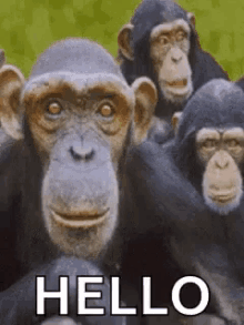 Monkey Hello GIF - Monkey Hello GIFs