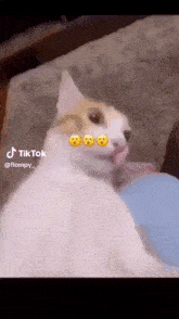 Woah Suprised Cat GIF - Woah Suprised Cat GIFs