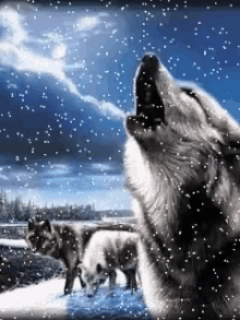 Wolf Howl GIF - Wolf Howl Winter GIFs