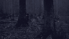 Dark Forest GIF - Dark Forest Mystical GIFs