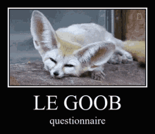 le goob fennec fox why questionnaire