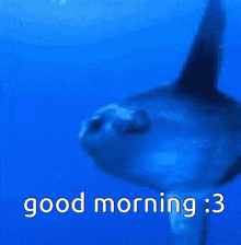 Sunfish Good Morning GIF - Sunfish Good Morning GIFs