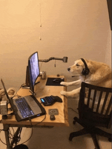 a dog wearing headphones is sitting at a desk with a laptop