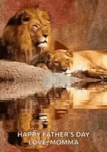 Lioness Love GIF
