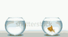 Gold Fish Jump GIF - Gold Fish Jump GIFs
