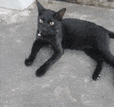 Black Cat Cute Market GIF - Black Cat Cute Market GIFs