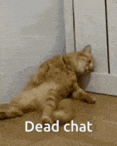 a cat is laying on its back on the floor with the words dead chat below it .
