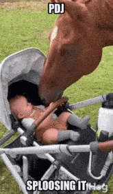 a baby in a stroller is being kissed by a horse with the caption pdj sploosing it