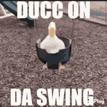 ducc duck duck on the swing ducc on the swing ducc on da swing