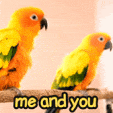 Me And You Bird GIF - Me And You Bird Birds GIFs