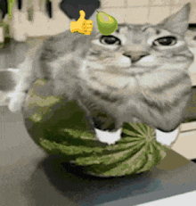 a cat is sitting on top of a watermelon with a pear on its head