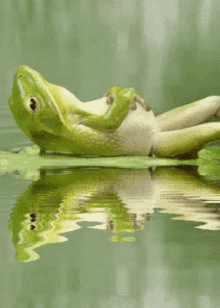 frog chill