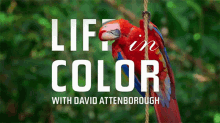 parrots life in color with david attenborough hanging chilling relaxing