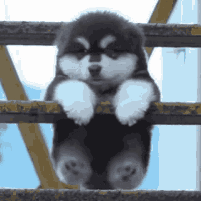 cute fluffy dog