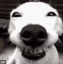 Ronnie Vannuci Smiling Dog GIF - Ronnie Vannuci Smiling Dog Brandon Flowers GIFs