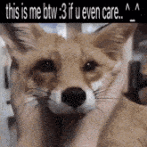 This Is Me Btw If U Even Care Fox GIF - This Is Me Btw If U Even Care Fox GIFs