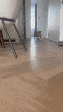 a small dog is running with a toy in its mouth