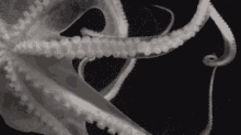 章鱼 八爪鱼 GIF - Octopus GIFs