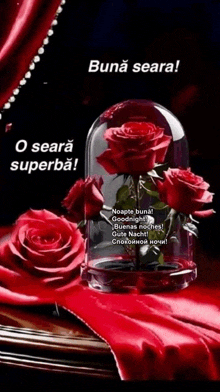 a picture of red roses in a glass dome with the words buna seara o seara superba