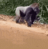 Gorilla Ape GIF - Gorilla Ape Ape Standing GIFs