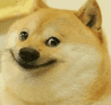 a close up of a dog with a smiling face .