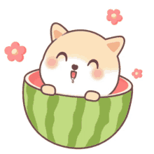 watermelon in