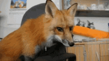 Fox Animals GIF