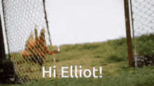 Hi Elliot Chicken GIF