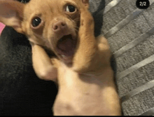 a chihuahua dog is laying on its back with its mouth open and looking at the camera .