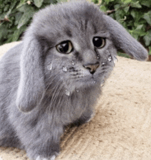 a gray rabbit with tears running down its face