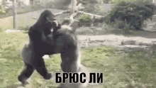брюс ли гориллы дерутся битва GIF - Bruce Lee Gorillas Fighting GIFs