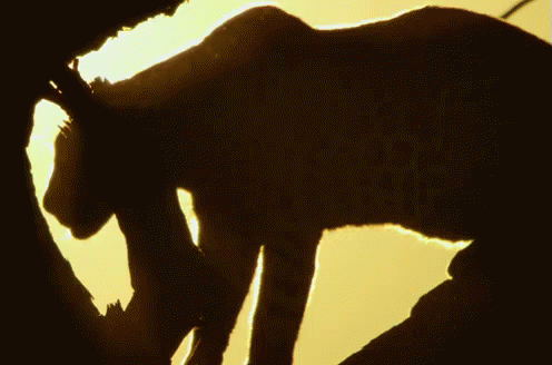 Catching Some Sun GIF - Savage Kingdom Savage Kingdom Gi Fs Wild Animals GIFs