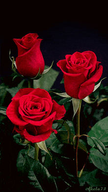 three red roses against a black background with the number 73 on the bottom right