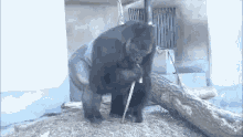Funny Animals Gorilla GIF - Funny Animals Gorilla Eating GIFs